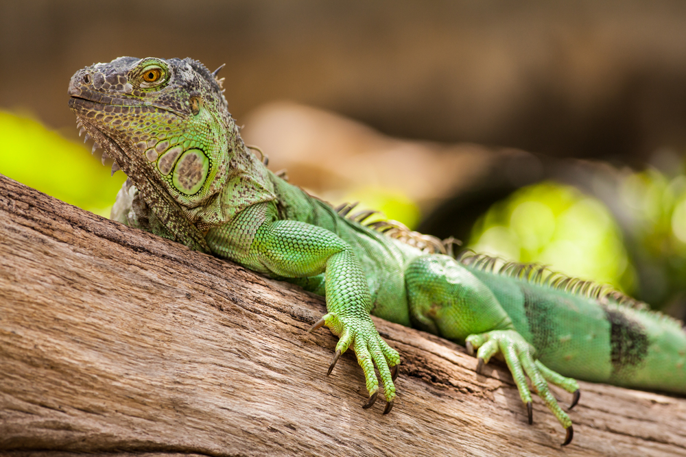 Pet Reptiles May Increase Children's Salmonella Poisoning Risk ...