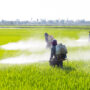 Study Finds Some Pesticides Carry Cancer Risks Similar to Smoking