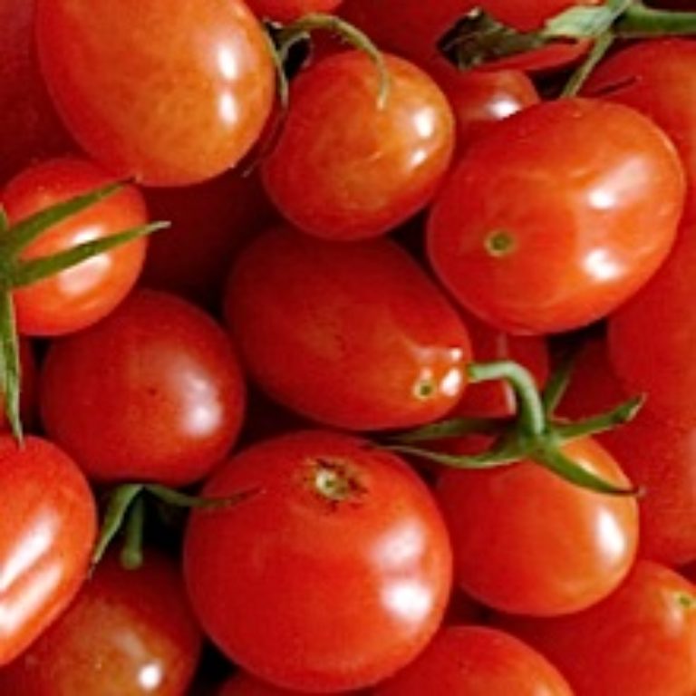 Cherry Tomato Recall Issued Due to Salmonella Risk